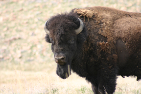 Wildlife Viewing in Utah