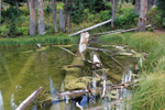 Alpine Pond Trail Cedar Breaks
