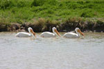 Bear River Migratory Bird Refuge
