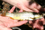 Tips on choosing a Fishing Lure/Spinner Size/Weight