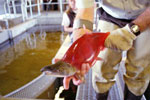 Kokanee Salmon Run Up The Strawberry River