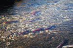 See Utah’s Stunningly Beautiful Kokanee Salmon
