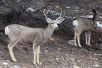 Rockport State Park Winter Wildllife Viewing