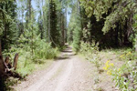 ATV Trail # 175 | Logan Canyon