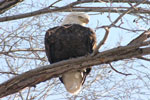 Utah Bald Eagle Day