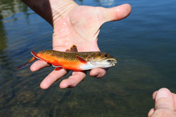 Trial Lake Brook Trout