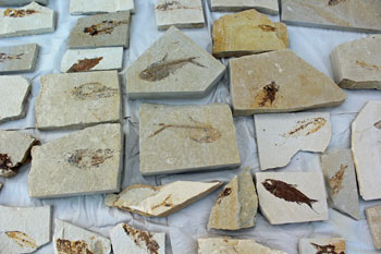 fossil digging sites near me