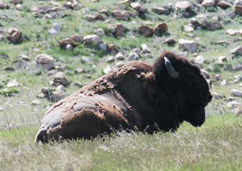 Antelope Island State Park