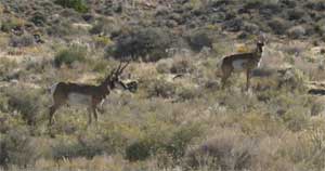 Campout at the Dugway Geode Beds