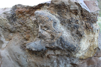 Dinosaur Track Recreation Site 