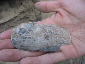 Spanish Fork Canyon Shell Fossils