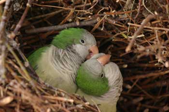 The Tracy Aviary