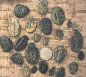 Trilobites / Cambrian Environment of Utah