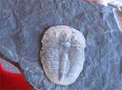 Trilobite Collecting At U-DIG FOSSILS