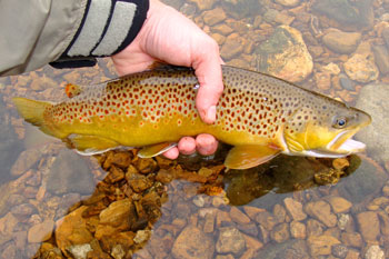 Winter Fly Fishing Utah