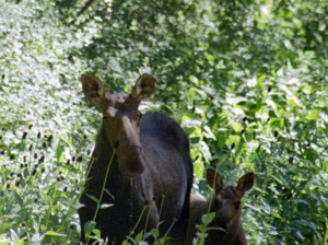 Little Bear ATV Trail | Logan Canyon