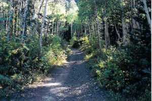 Mineral Fork ATV Trail - Big Cottonwood Canyon