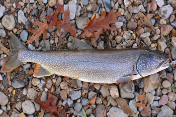 Flaming Gorge Lake Trout Fishing