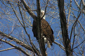 Utah Bald Eagle Day