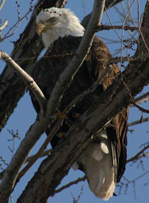 Utah Bald Eagle Day