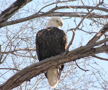 Utah Bald Eagle Day