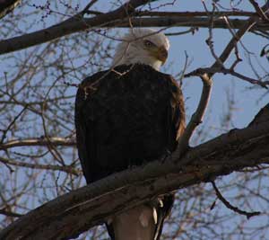 Utah Bald Eagle Day