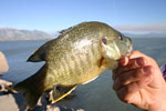 Utah Fishing Limits