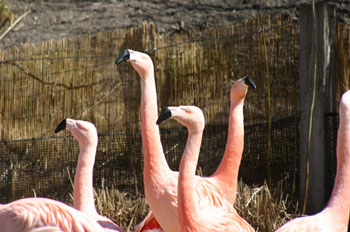 The Tracy Aviary