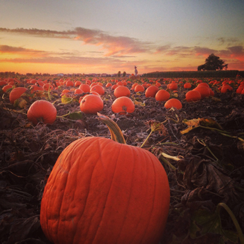 Utah Corn Mazes, Pumpkin Patches, Halloween Festivities