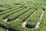 Utah Corn Mazes, Pumpkin Patches, Halloween Festivities