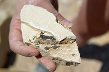 American Fossil Dig Site