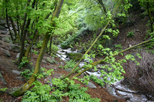 Rocky Mouth Falls