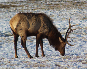 Hardware Ranch Wildlife Management Area (WMA)