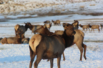 Hardware Ranch Wildlife Management Area (WMA)