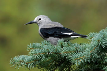 Clark’s Nutcracker