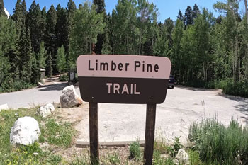 Limber Pine Nature Trail - Logan Canyon Utah