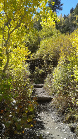 Timpooneke Trail to Scout Falls