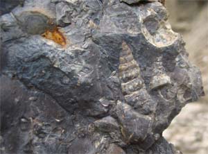 Spanish Fork Canyon Shell Fossils