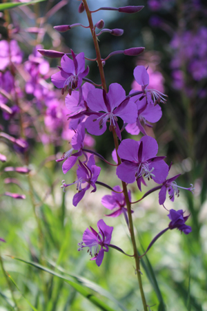 Tony Grove Wild Flowers