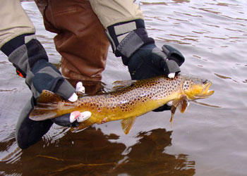 Winter Fly Fishing Utah