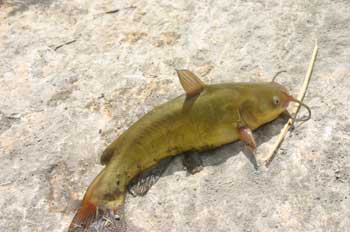 Fishing The Jordan River