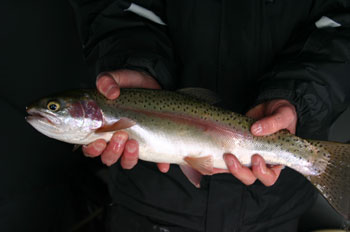 Utah Fishing Limits