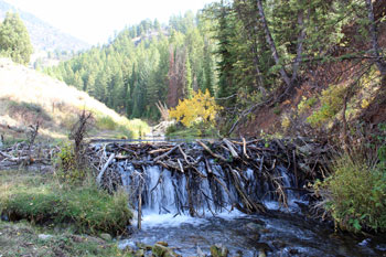 Temple Fork Sawmill Trail Logan Canyon Utah