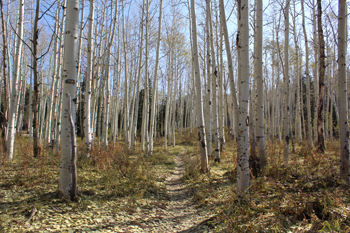 Willow Heights / Willow Lake Trail