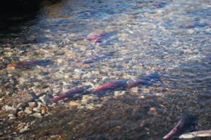 Kokanee Salmon Strawberry River